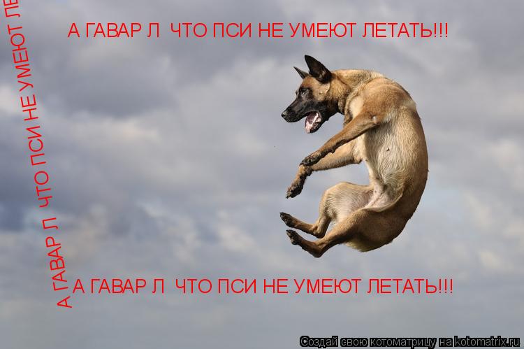 Котоматрица: А ГАВАРІЛІ ЧТО ПСИ НЕ УМЕЮТ ЛЕТАТЬ!!! А ГАВАРІЛІ ЧТО ПСИ НЕ УМЕЮТ ЛЕТАТЬ!!! А ГАВАРІЛІ ЧТО ПСИ НЕ УМЕЮТ ЛЕТАТЬ!!!