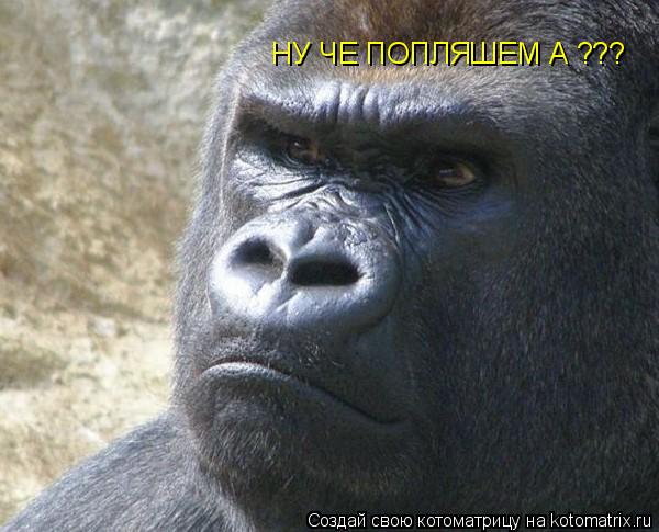 Котоматрица: НУ ЧЕ ПОПЛЯШЕМ А ???