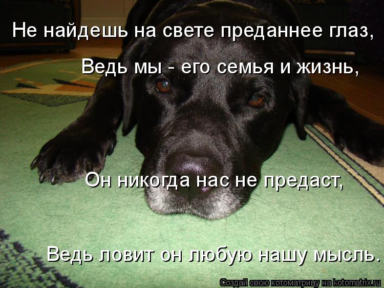 Котоматрица: Не найдешь на свете преданнее глаз, Ведь мы - его семья и жизнь, Он никогда нас не предаст, Ведь ловит он любую нашу мысль.