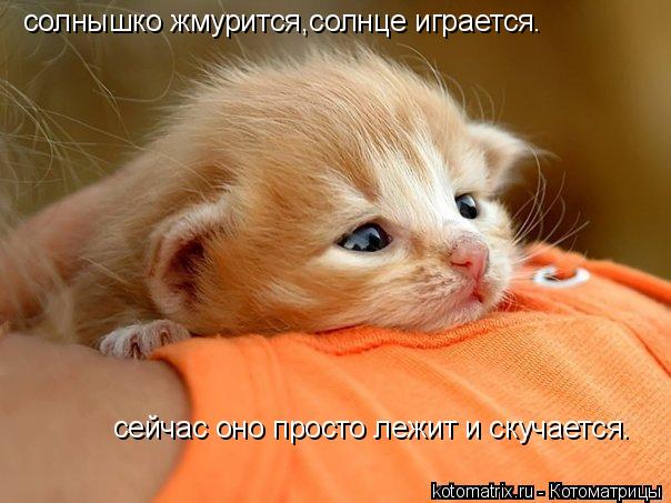 Котоматрица: солнышко жмурится,солнце играется. сейчас оно просто лежит и скучается.