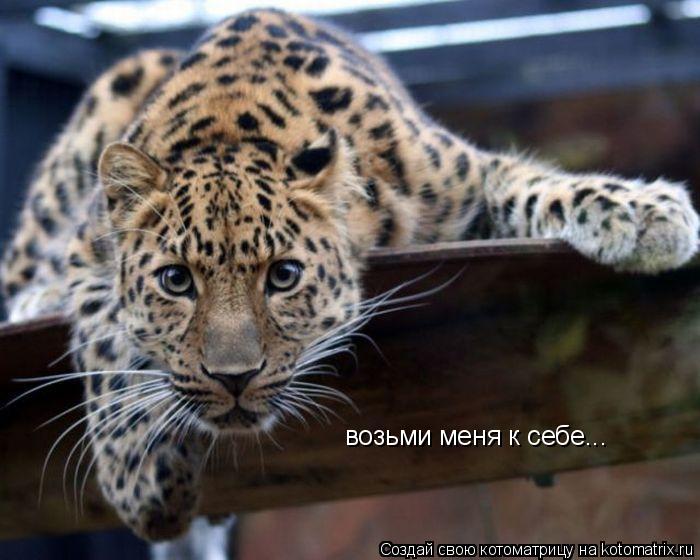Котоматрица: возьми меня к себе...