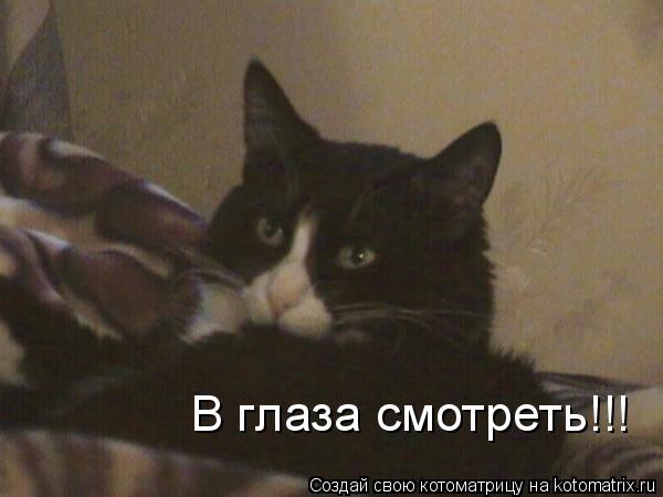 Котоматрица: В глаза смотреть!!!