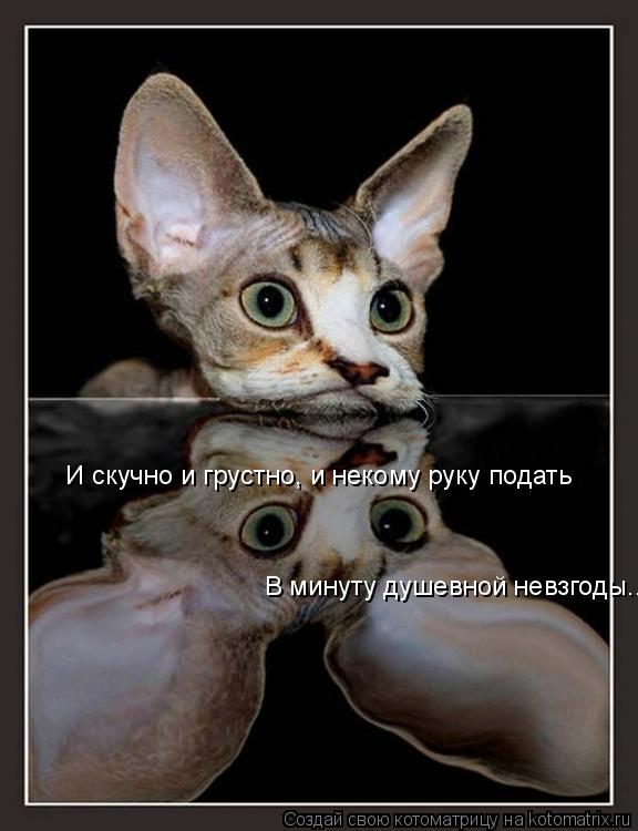 Котоматрица: И скучно и грустно, и некому руку подать                            В минуту душевной невзгоды...