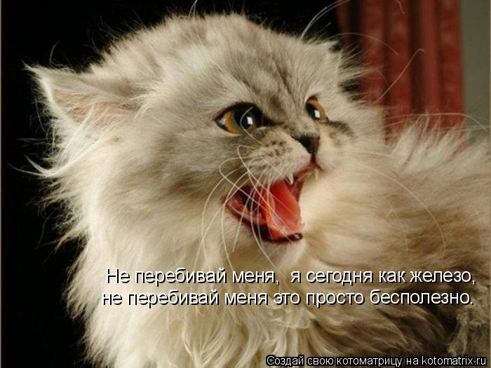 Котоматрица: Не перебивай меня,  я сегодня как железо,   не перебивай меня это просто бесполезно.
