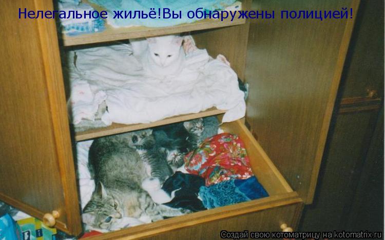 Котоматрица: Нелегальное жильё!Вы обнаружены полицией!