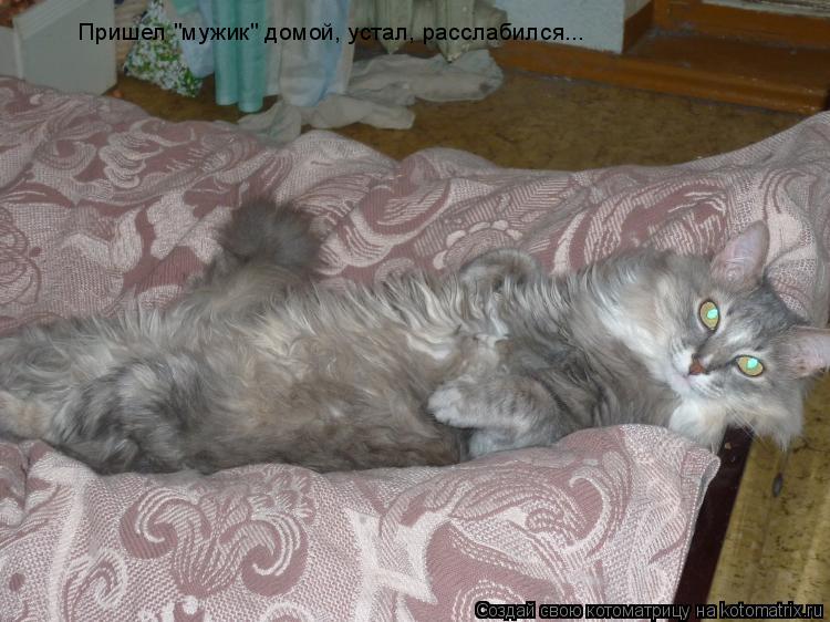 Котоматрица: Пришел "мужик" домой, устал, расслабился...