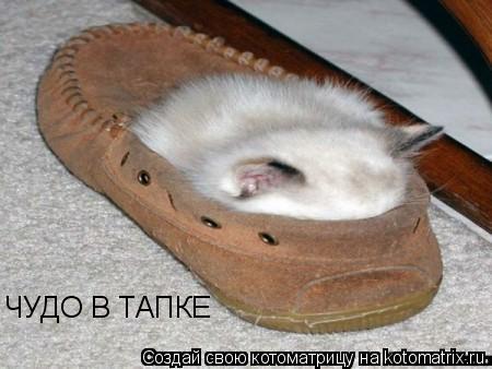 Котоматрица: ЧУДО В ТАПКЕ