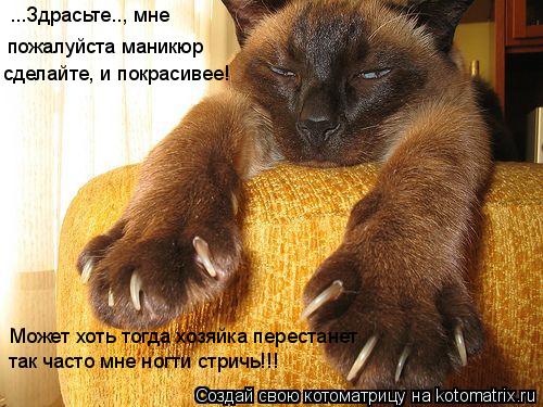 Котоматрица: ...Здрасьте.., мне  пожалуйста маникюр сделайте, и покрасивее! Может хоть тогда хозяйка перестанет так часто мне ногти стричь!!!