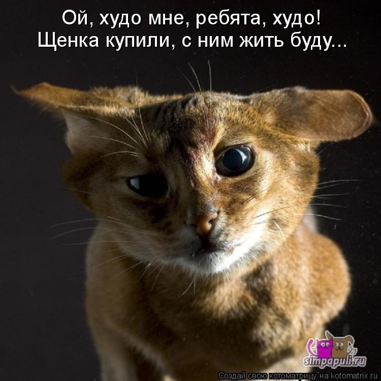 Ой, худо мне, ребята, худо! Щенка купили, с ним жить буду...... Котоматрица: Ой, худо мне, ребята, худо! Щенка купили, с ним жить буду...