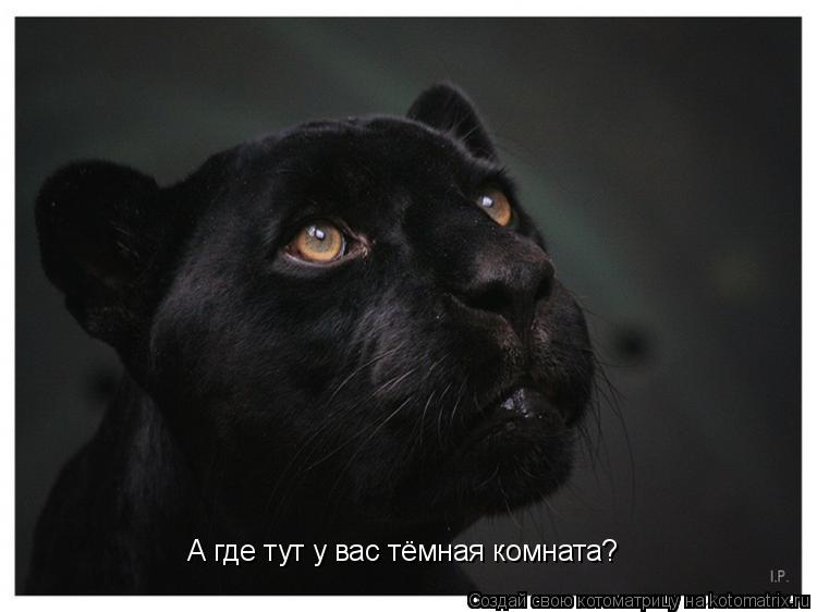 Котоматрица: А где тут у вас тёмная комната?