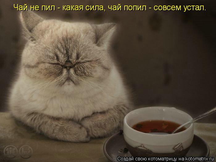 Котоматрица: Чай не пил - какая сила, чай попил - совсем устал.
