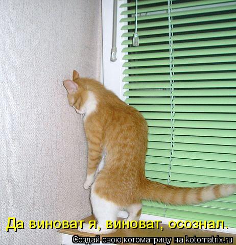 Котоматрица: Да виноват я, виноват, осознал.