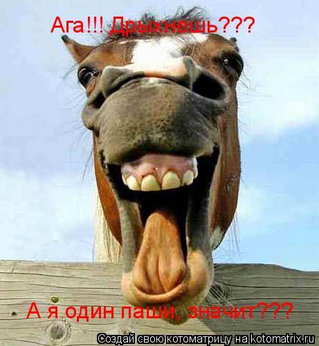 Котоматрица: Ага!!! Дрыхнешь??? А я один паши, значит???