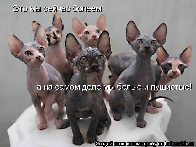 Котоматрица: Это мы сейчас болеем а на самом деле мы белые и пушистые!