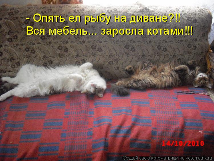 Котоматрица: - Опять ел рыбу на диване?!! Вся мебель... заросла котами!!!