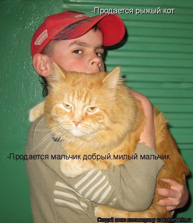 Котоматрица: -Продается рыжый кот -Продается мальчик добрый,милый мальчик