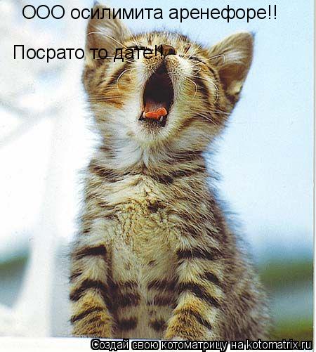 Котоматрица: OOO осилимита аренефоре!! Посрато то дате!!