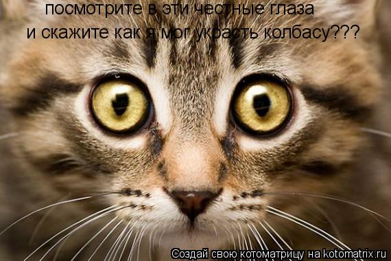Котоматрица: посмотрите в эти честные глаза  и скажите как я мог украсть колбасу???