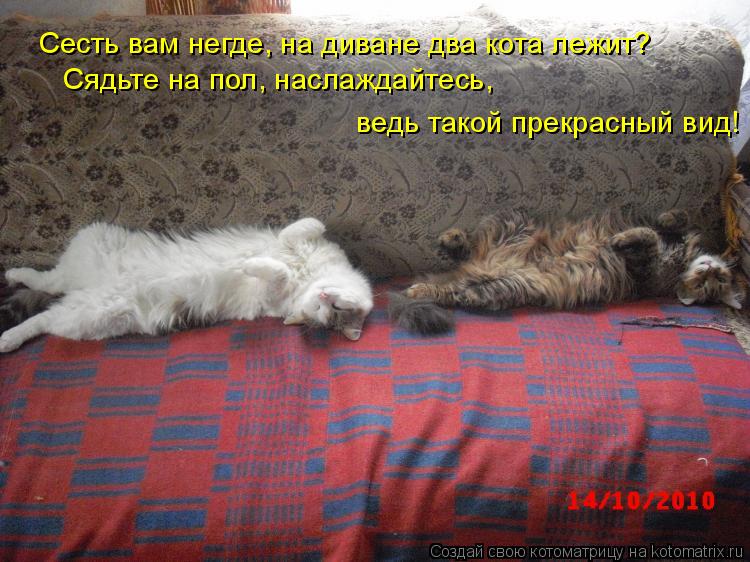 Котоматрица: Сесть вам негде, на диване два кота лежит? Сядьте на пол, наслаждайтесь,  ведь такой прекрасный вид!