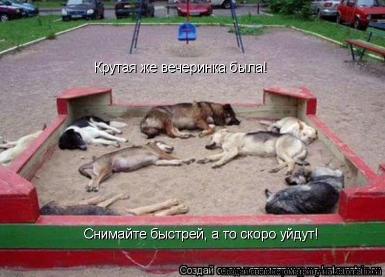 Котоматрица: Крутая же вечеринка была! Снимайте быстрей, а то скоро уйдут!