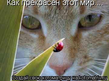 Как прекрасен этот мир....... Котоматрица: Как прекрасен этот мир....