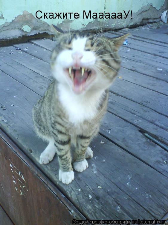 Котоматрица: Скажите МаааааУ!