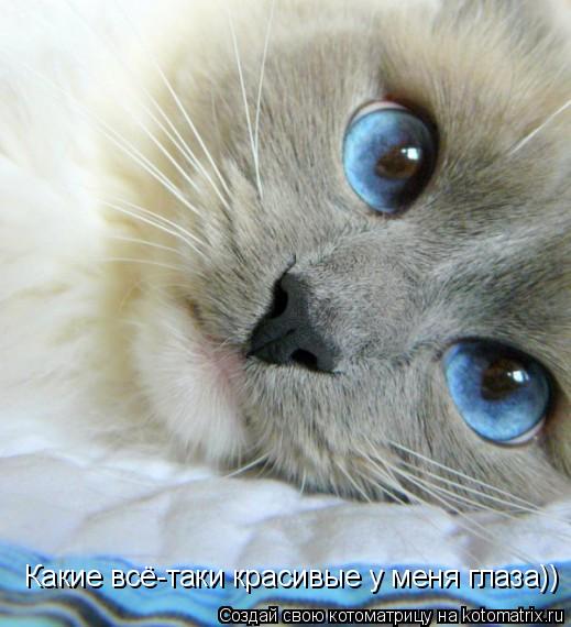 Котоматрица: Какие всё-таки красивые у меня глаза))