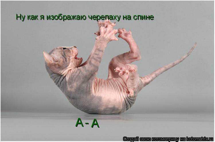 Котоматрица: Ну как я изображаю черепаху на спине А А -