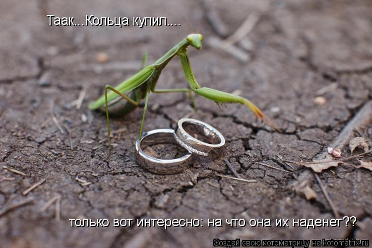 Котоматрица: Таак...Кольца купил.... только вот интересно: на что она их наденет??