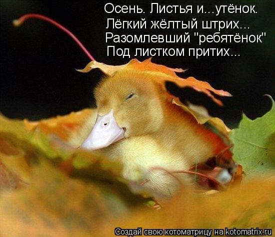 Котоматрица: Осень. Листья и...утёнок. Лёгкий жёлтый штрих... Разомлевший "ребятёнок" Под листком притих...