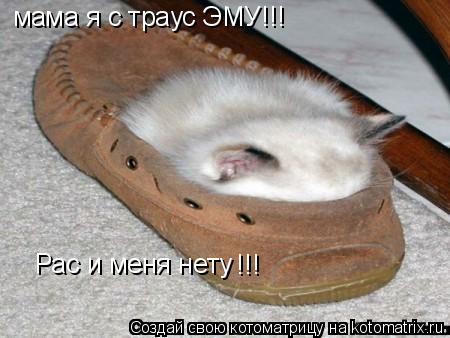 Котоматрица: мама я с траус ЭМУ!!! Рас и меня нету !!!