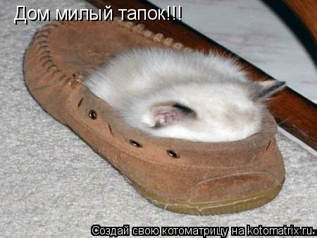 Котоматрица: Дом милый тапок!!!