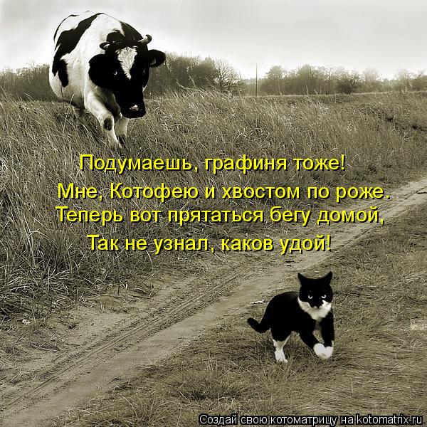 Котоматрица: Подумаешь, графиня тоже! Мне, Котофею и хвостом по роже. Теперь вот прятаться бегу домой, Так не узнал, каков удой!