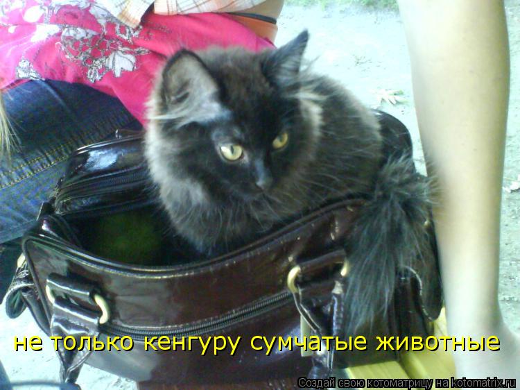 Котоматрица: не только кенгуру сумчатые животные
