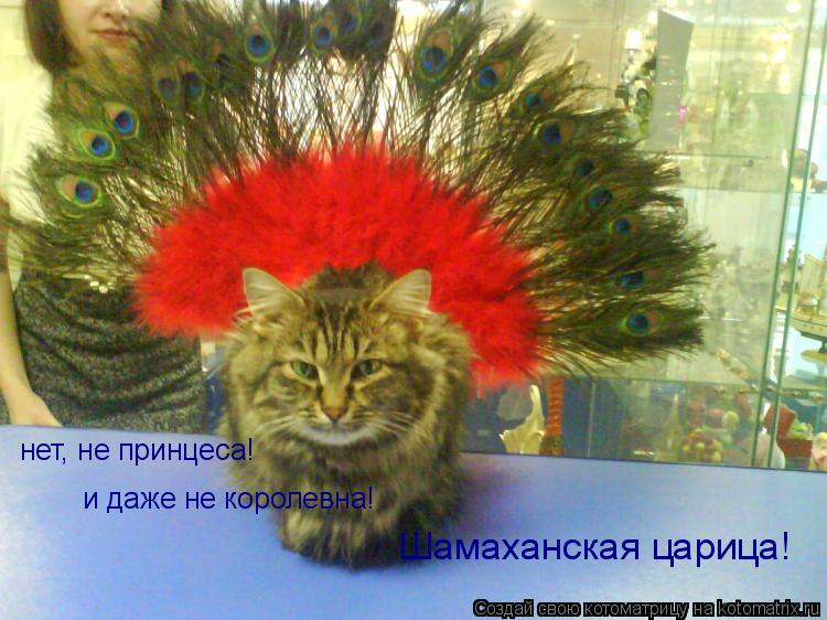 Котоматрица: нет, не принцеса! и даже не королевна! Шамаханская царица! Шамаханская царица!