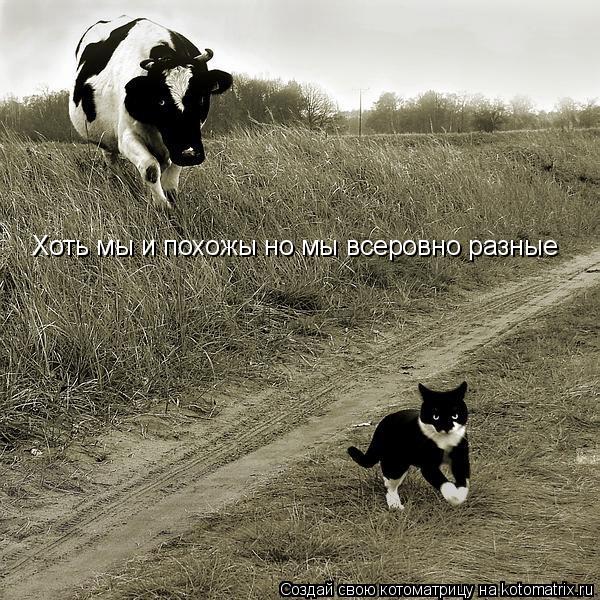 Котоматрица: Хоть мы и похожы но мы всеровно разные