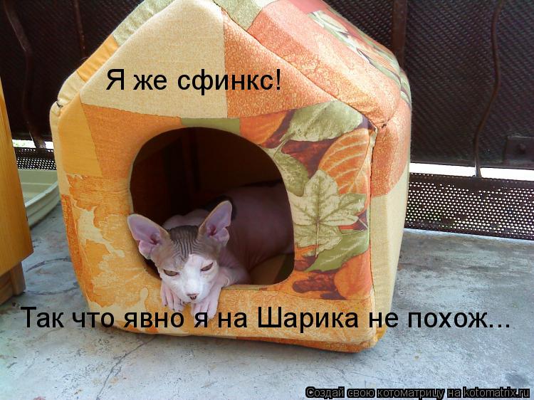 Котоматрица: Я же сфинкс! Так что явно я на Шарика не похож...