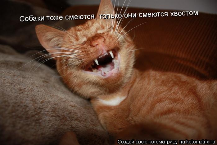 Котоматрица: Собаки тоже смеются, только они смеются хвостом
