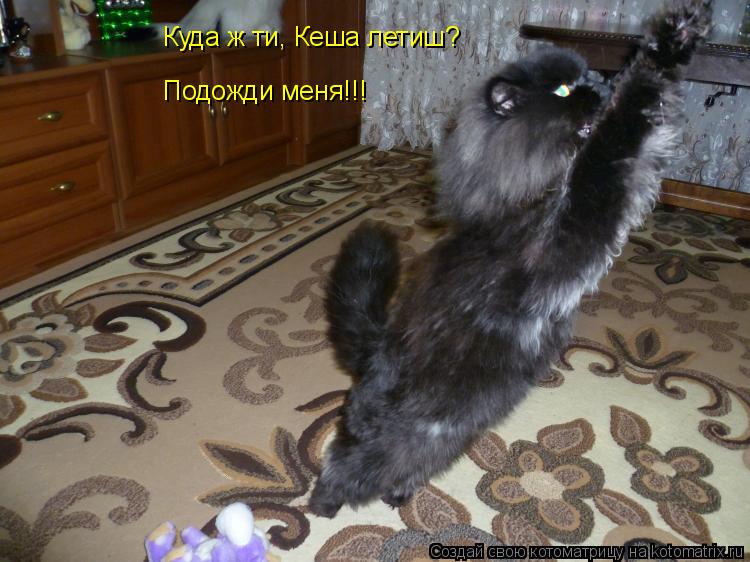 Котоматрица: Куда ж ти, Кеша летиш? Подожди меня!!!