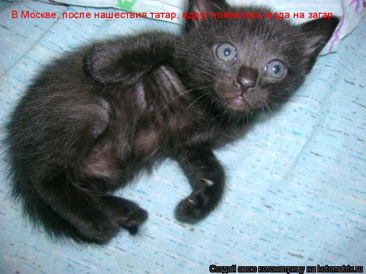 Котоматрица: В Москве, после нашествия татар, вдруг появилась мода на загар