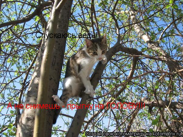 Котоматрица: Спускаюсь ведь! А не снимешь - прыгну на ГОЛОВУ!!!