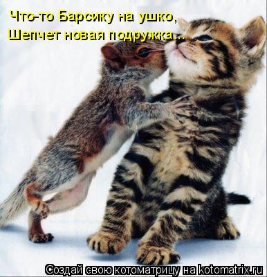 Котоматрица: Что-то Барсику на ушко, Шепчет новая подружка...