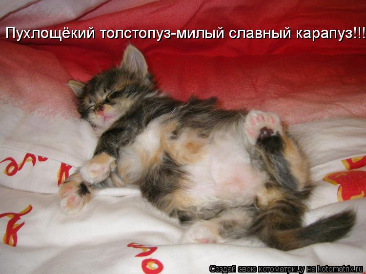 Котоматрица: Пухлощёкий толстопуз-милый славный карапуз!!!