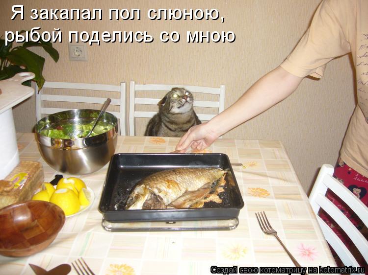 Котоматрица: Я закапал пол слюною, рыбой поделись со мною