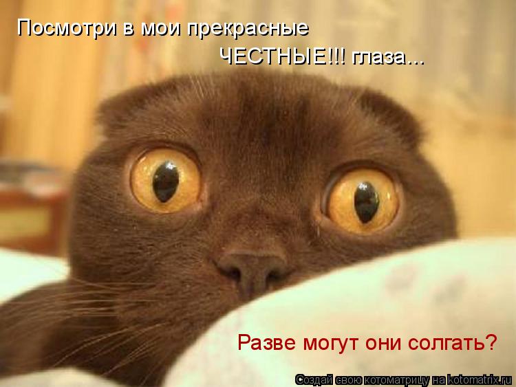 Котоматрица: Посмотри в мои прекрасные ЧЕСТНЫЕ!!! глаза... Разве могут они солгать?