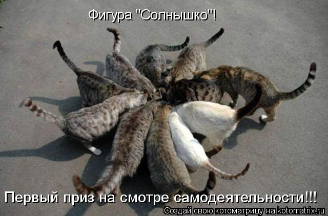 Котоматрица: Фигура "Солнышко"! Первый приз на смотре самодеятельности!!!