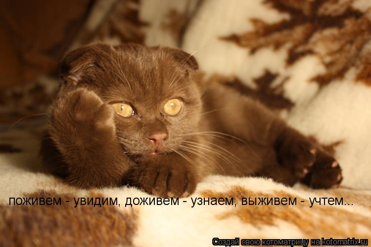 Котоматрица: поживем - увидим, доживем - узнаем, выживем - учтем...