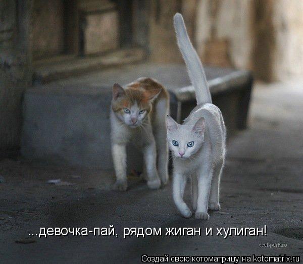 Котоматрица: ...девочка-пай, рядом жиган и хулиган!