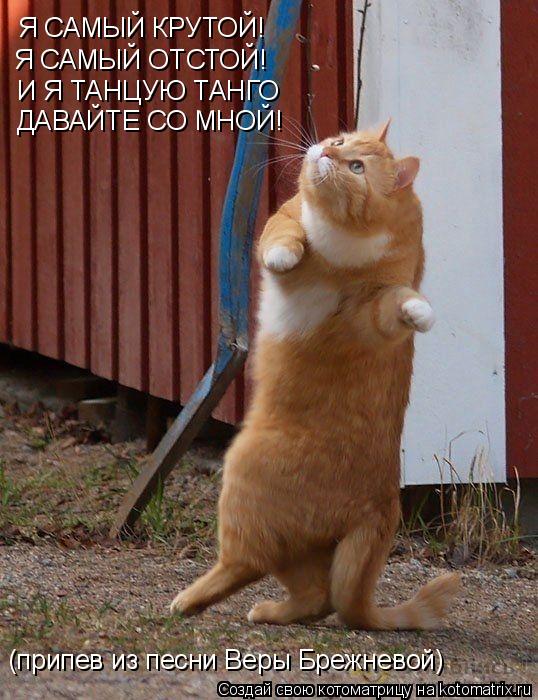 Котоматрица: Я САМЫЙ КРУТОЙ! Я САМЫЙ ОТСТОЙ! И Я ТАНЦУЮ ТАНГО ДАВАЙТЕ СО МНОЙ! (припев из песни Веры Брежневой)