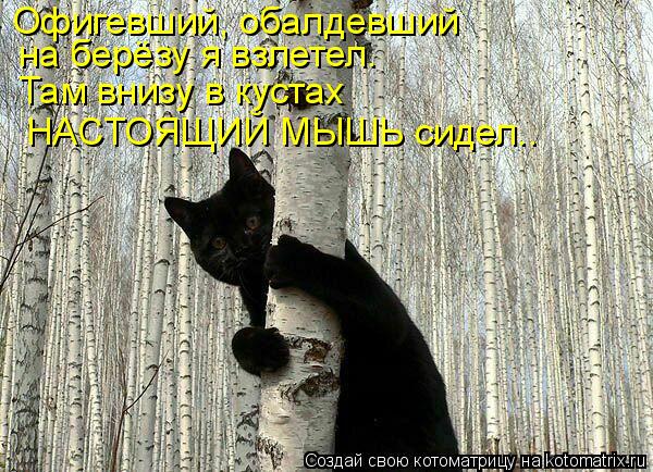 Офигевший, обалдевший на берёзу я взлетел. Там внизу в кустах НАСТОЯЩИЙ МЫШЬ сидел..... Котоматрица: Офигевший, обалдевший на берёзу я взлетел. Там внизу в кустах НАСТОЯЩИЙ МЫШЬ сидел..